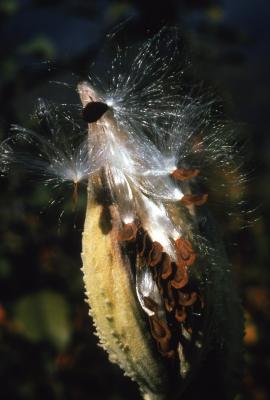 Asclepias syriaca (common milkweed), close-up of split follicle with seeds and attached hairs
