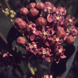 Asclepias sullivantii Engelm. ex Gray (Sullivant's milkweed), close-up of umbels with flowers and flower buds