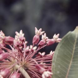 Asclepias syriaca (common milkweed), close-up of individual flowers