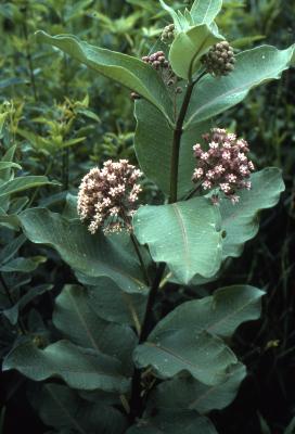 Asclepias syriaca (common milkweed), close-up of habit