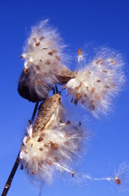 Asclepias syriaca (common milkweed), close-up of split follicles with seeds and hairs