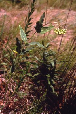 Asclepias meadii Torr. ex Gray (Mead's milkweed), habit