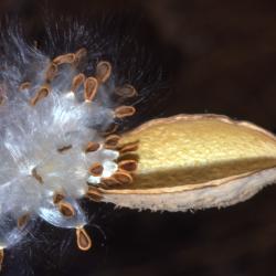 Asclepias syriaca (common milkweed), close-up of split follicle with dispersing seeds with hairs attached
