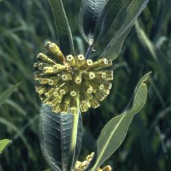 Asclepias L. (milkweed), flowers and leaves on stem