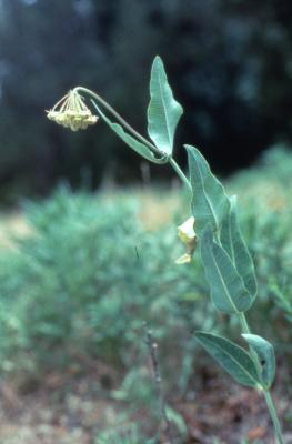 Asclepias meadii Torr. ex Gray (Mead's milkweed), flowers and leaves on stem