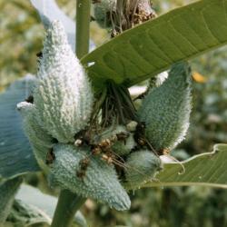 Asclepias syriaca (common milkweed), follicles