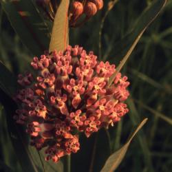 Asclepias sullivantii Engelm. ex Gray (Sullivant's milkweed), umbels with flowers and buds