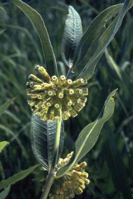 Asclepias L. (milkweed), flowers and leaves on stem