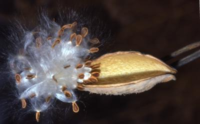 Asclepias syriaca (common milkweed), close-up of split follicle with dispersing seeds with hairs attached