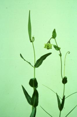 Asclepias meadii Torr. ex Gray (Mead's milkweed), flowers and leaves on stems