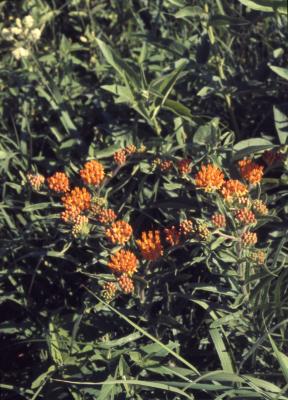 Asclepias tuberosa L. (butterfly weed), habit in bud
