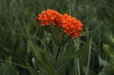 Asclepias tuberosa L. (butterfly weed), umbel with flowers