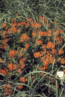 Asclepias tuberosa L. (butterfly weed), habit
