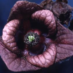 Asimina triloba (L.) Dunal (pawpaw), close-up of flower