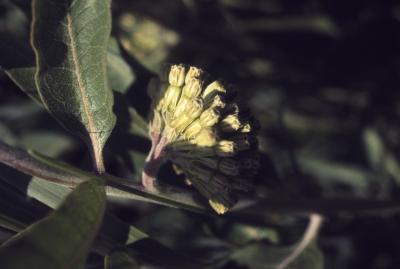 Asclepias viridiflora Raf. (green milkweed), close-up of umbel with flowers