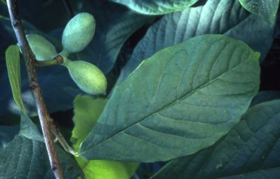 Asimina triloba (L.) Dunal (pawpaw), close-up of developing fruit beneath foliage
