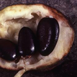 Asimina triloba (L.) Dunal (pawpaw), close-up of interior of mature fruit with seeds