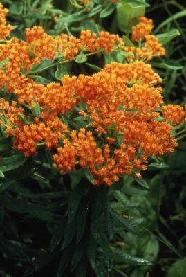 Asclepias tuberosa L. (butterfly weed), close-up of flowers and leaves