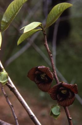 Asimina triloba (L.) Dunal (pawpaw), flowers and new foliage