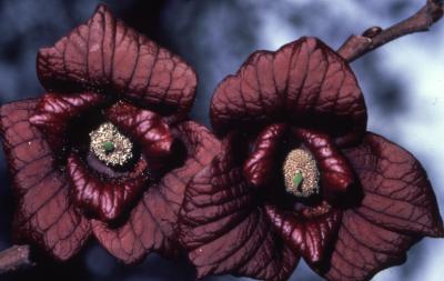 Asimina triloba (L.) Dunal (pawpaw), close-up of flower centers