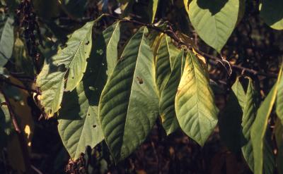 Asimina triloba (L.) Dunal (pawpaw), close-up of leaf arrangement