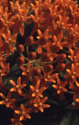 Asclepias tuberosa L. (butterfly weed), close-up of flowers and buds