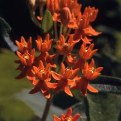 Asclepias tuberosa L. (butterfly weed), close-up of yellow-orange flowers and buds