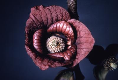 Asimina triloba (L.) Dunal (pawpaw), close-up of flower