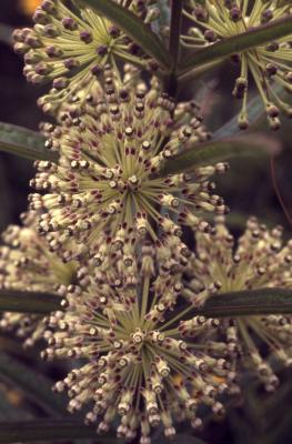 Asclepias verticillata L. (whorled milkweed), close-up of umbels with flowers and flower buds