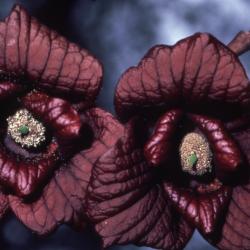 Asimina triloba (L.) Dunal (pawpaw), close-up of flower centers