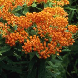 Asclepias tuberosa L. (butterfly weed), close-up of flowers and leaves