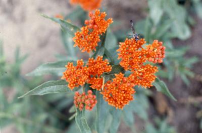 Asclepias tuberosa L. (butterfly weed), close-up of flowers and buds with leaves