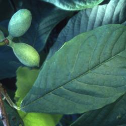 Asimina triloba (L.) Dunal (pawpaw), close-up of developing fruit beneath foliage
