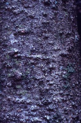Asimina triloba (L.) Dunal (pawpaw), close-up of bark