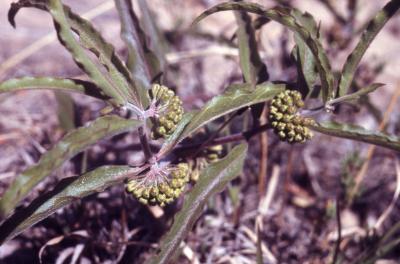 Asclepias viridiflora Raf. (green milkweed), close-up of umbels with flower buds, stems and leaves