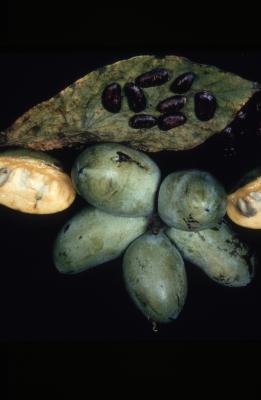 Asimina triloba (L.) Dunal (pawpaw), study of fruits