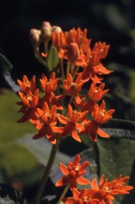 Asclepias tuberosa L. (butterfly weed), close-up of yellow-orange flowers and buds