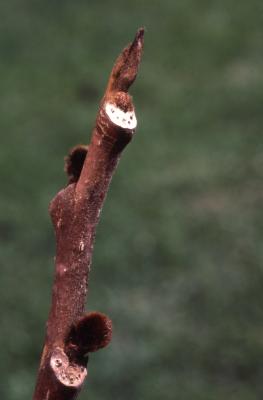 Asimina triloba (L.) Dunal (pawpaw), close-up of twig with flower buds and terminal bud