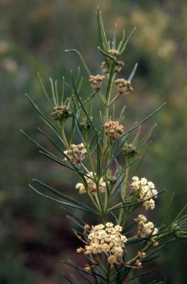 Asclepias verticillata L. (whorled milkweed), flowers and buds on stem