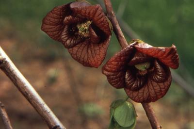 Asimina triloba (L.) Dunal (pawpaw), close-up of two flowers on stem