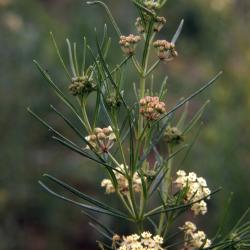 Asclepias verticillata L. (whorled milkweed), flowers and buds on stem