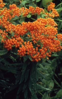 Asclepias tuberosa L. (butterfly weed), close-up of habit
