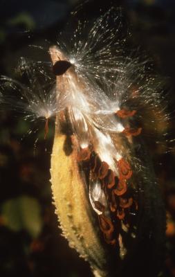 Asclepias syriaca (common milkweed), close-up of split follicle with seeds with white hairs