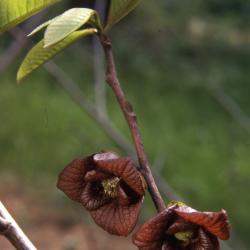 Asimina triloba (L.) Dunal (pawpaw), flowers on stem with new foliage