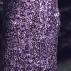 Asimina triloba (L.) Dunal (pawpaw), close-up of bark