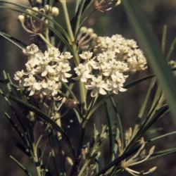Asclepias verticillata L. (whorled milkweed), close-up of umbel with flowers 
