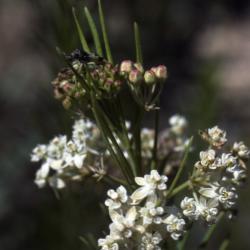 Asclepias verticillata L. (whorled milkweed), close-up of umbels with flowers and flower buds