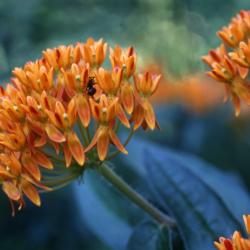 Asclepias tuberosa L. (butterfly weed), close-up of flowers on stems