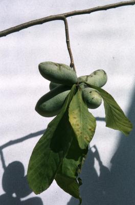 Asimina triloba (L.) Dunal (pawpaw), close-up of fruit with leaves