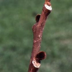 Asimina triloba (L.) Dunal (pawpaw), close-up of flower bud and terminal bud